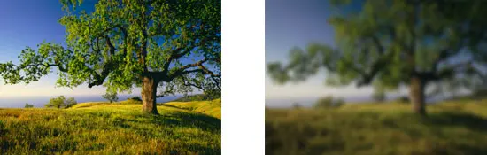 cataract-comparison_pic (1) A tree in the middle of a field and a grassy area.